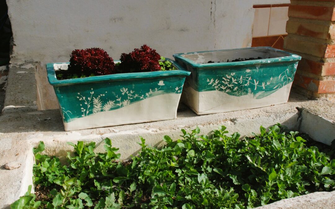 lechugas rollo rosso plantadas en jardineras cerámicas turquesa